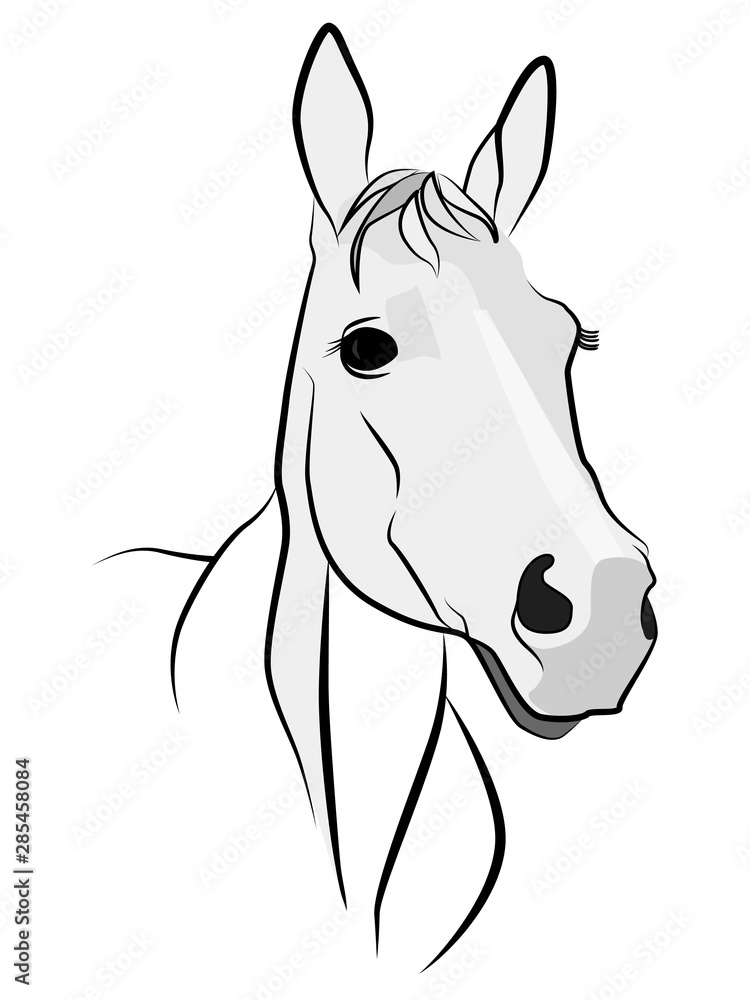 Figure of a horse in dark lines. Horse head on a white background. White horse face in half a turn.