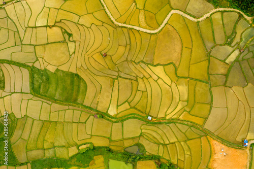 Aerial view of agriculture in rice fields for cultivation in Nan Province, Thailand.