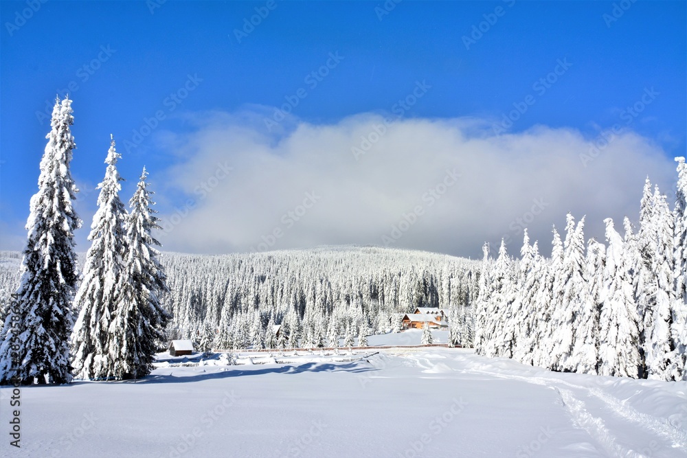 Fototapeta premium winter landscape on the mountain