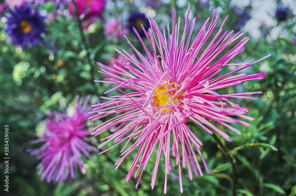 Beautiful pink flower with a yellow middle closeup on a sunny day. Holiday and mood. Present Beautiful pink flower with a yellow middle closeup on a sunny day. Holiday and mood. Present