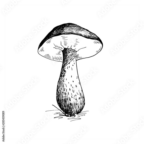 Mushroom sketch. Hand drawn sketch of a brown cap boletus mushroom. Black and white painting, single, isolated on a white background. Vector illustration