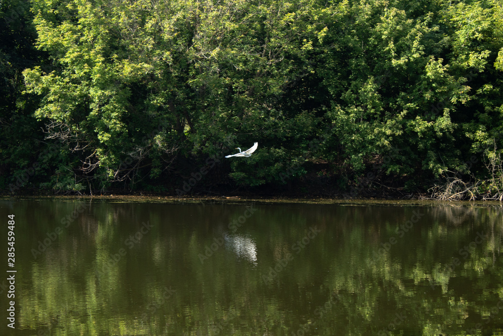 Fototapeta premium Abandoned pond, trees along the banks, white bird (heron) on the shore, reflection of trees, shrubs in the water, white bird flying over the water (heron)