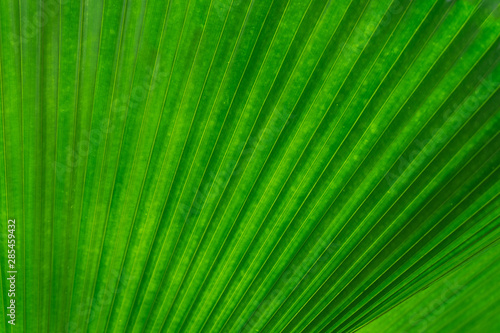 Green leaf texture detail background, frame concept © sundaemorning