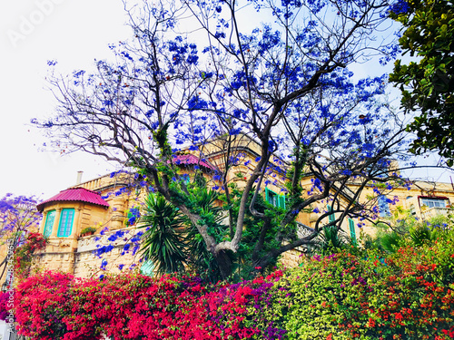 Maltese House with a Colorful Garden