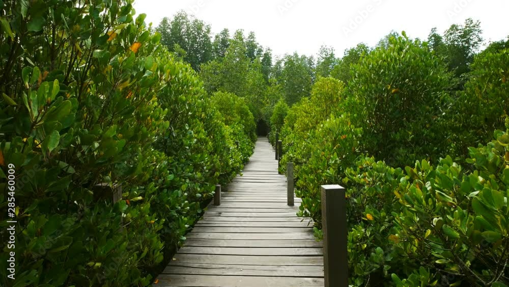 Wooden bridge at Mangroves in Tung Prong Thong or Golden Mangrove Field, Rayong province, Thailand Wooden bridge at Mangroves in Tung Prong Thong or Golden Mangrove Field, Rayong province, Thailand