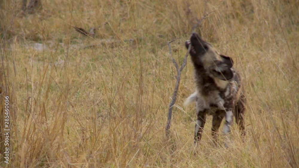 A young African wild dog pup plays with stick in the wild A young African wild dog pup plays with stick in the wild