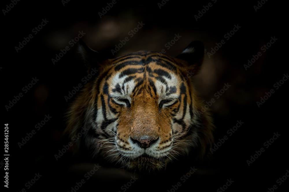 Fototapeta premium Tiger face on black background