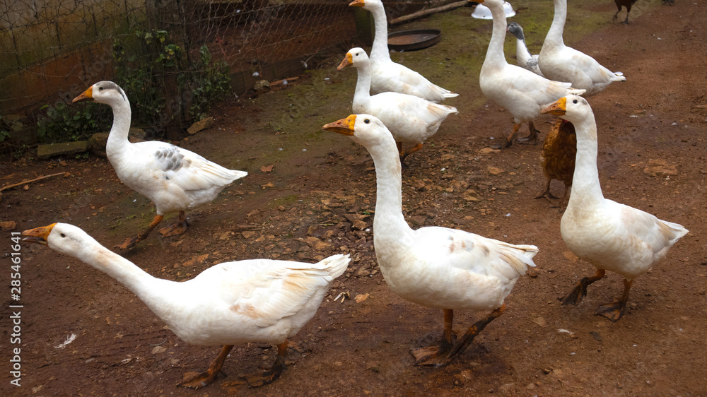 Obraz premium White duck on a duck farm in northern Thailand
