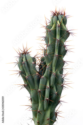 cactus isolated on white background