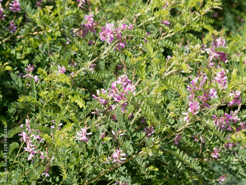 (Indigofera heterantha) Indigo de l'himalaya ou indigotier rose (Indigofera heterantha) Indigo de l'himalaya ou indigotier rose