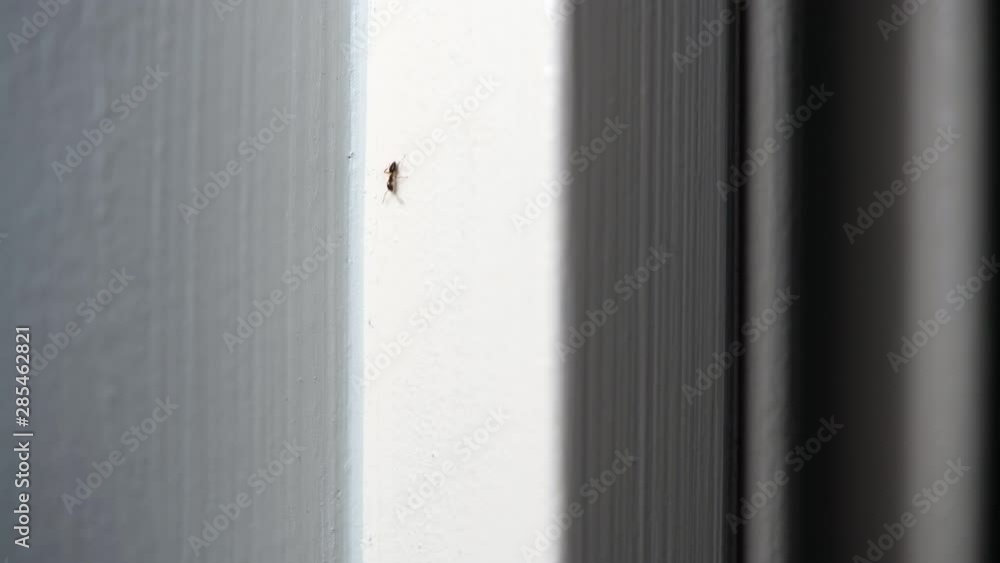 Macro video of sugar ants climbing up and down a door frame with a shallow depth of field and copy space Macro video of sugar ants climbing up and down a door frame with a shallow depth of field and copy space