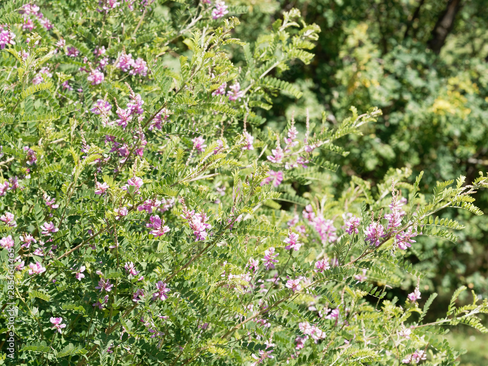 (Indigofera heterantha) Indigo de l'himalaya (Indigofera heterantha) Indigo de l'himalaya