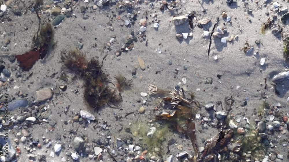 Algae plague at a beach. Close-up. 4K Video footage Algae plague at a beach. Close-up. 4K Video footage