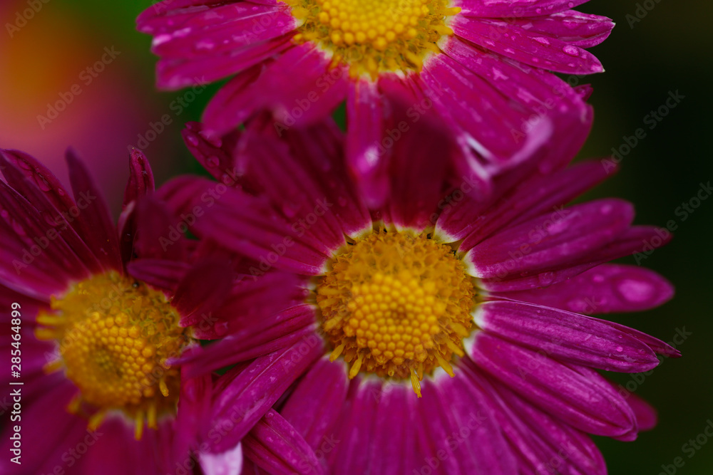 the most beautiful flower of autumn; chrysanthemum the most beautiful flower of autumn; chrysanthemum