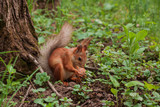orange squirrel. flurry squirrel holds in its paws a big walnut sitting on green grass in the forest
