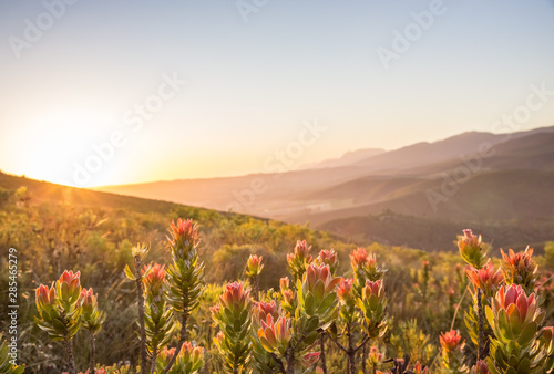 Sunset over valley with protea flowers in foreground photo