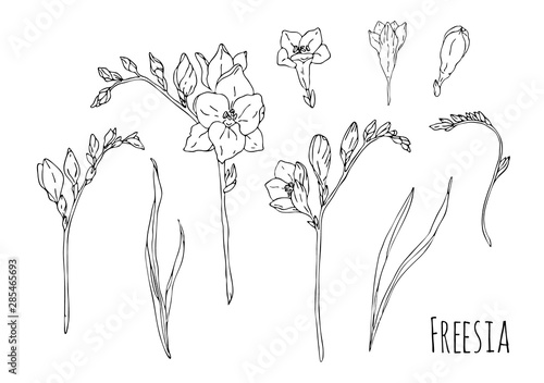 Hand drawn freesia set illustration on white background. Black and white sketch liner. photo