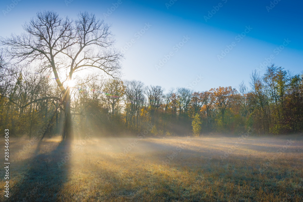 Baum und Nebel im Sonnenaufgang - Herbst Winter Baum und Nebel im Sonnenaufgang - Herbst Winter