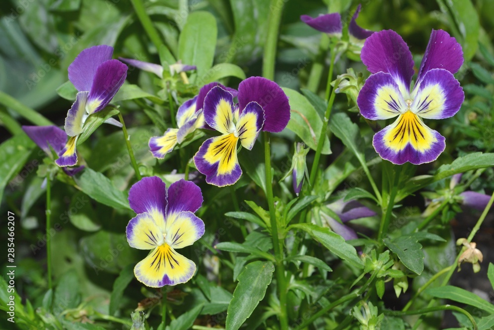 Viola tricolor, or Pansy is a herbaceous plant