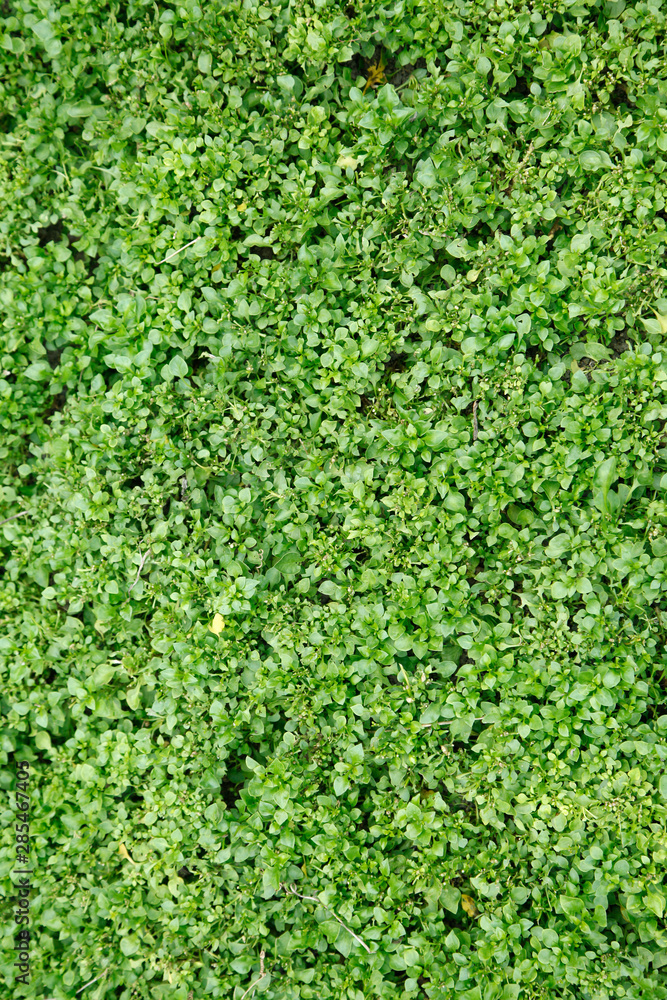 Watercress growing in garden, selective focus Watercress growing in garden, selective focus