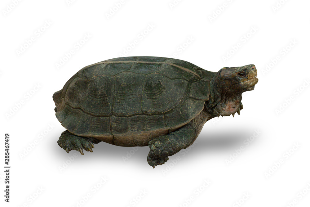 turtle Isolated on white background. turtle Isolated on white background.