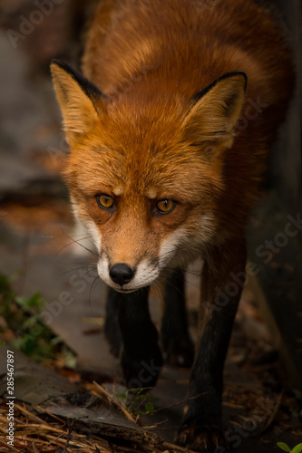 red fox