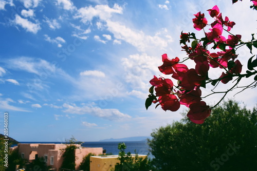 Blue sea and clear blue sky in a light haze of clouds with bright pink flowers in the foreground, Crete