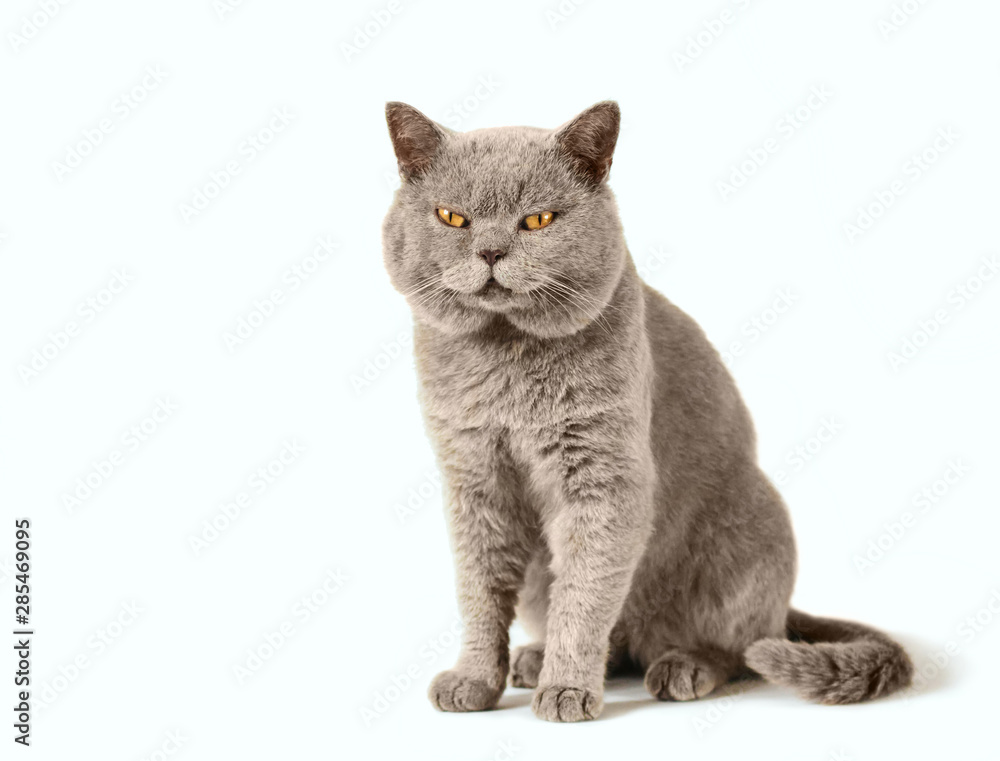 gray scottish cat sits on a white isolated background gray scottish cat sits on a white isolated background
