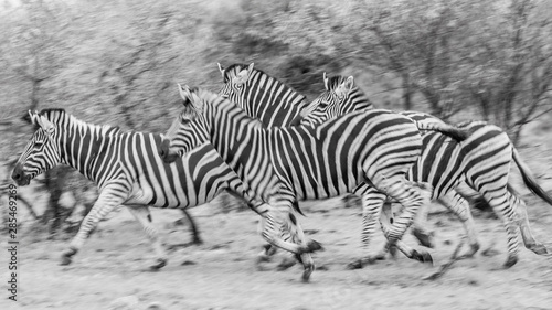 Zebra running black and white with motion blur