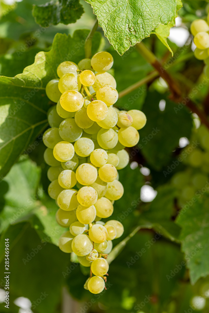 custom made wallpaper toronto digitalCloseup of a green grapevine on the vine