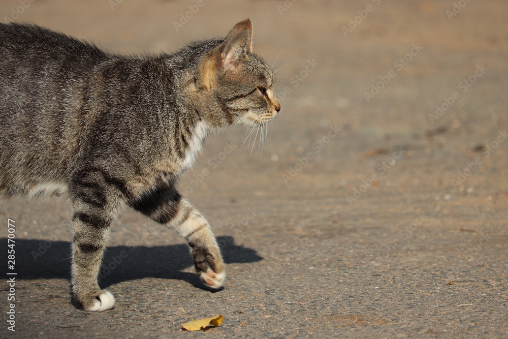 Stray tabby cat walking down the road in sunny day. Street cat in search of food