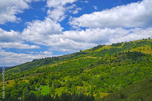 Summer forest landscape, trees and pasture