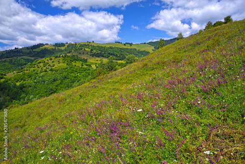 Blooming pasture and forest tree in background