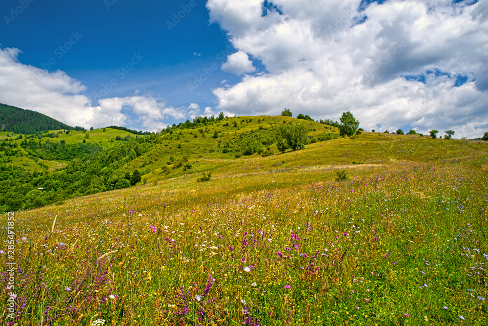Blooming pasture in mountain landscape