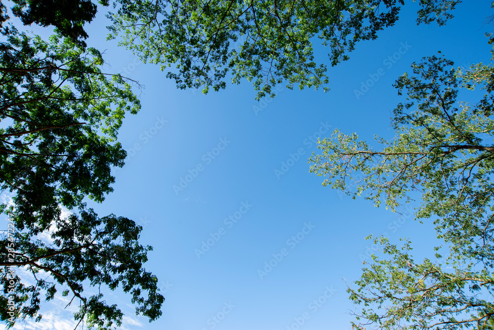 Copy space on blue sky and tree frame.