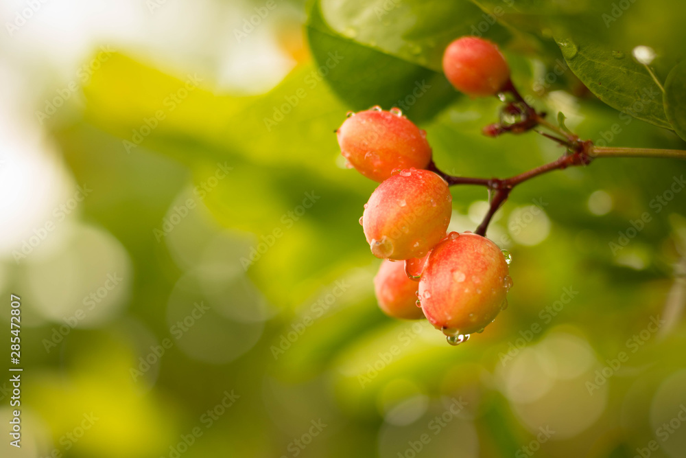 bengal currant fruit bengal currant fruit