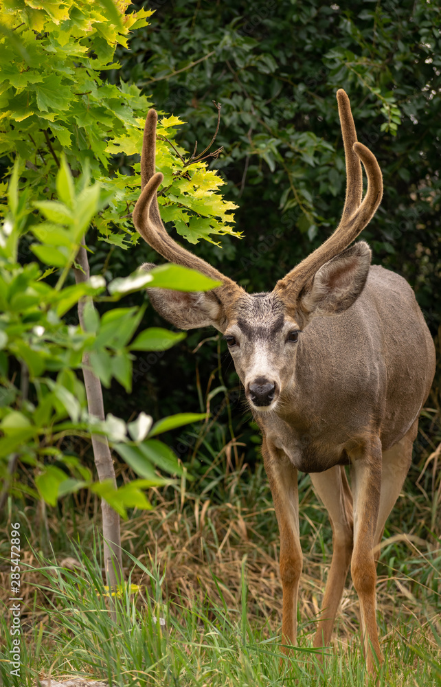 A Whitetail Buck eating leave from a tree in Coldstream, Vernon British Columbia A Whitetail Buck eating leave from a tree in Coldstream, Vernon British Columbia