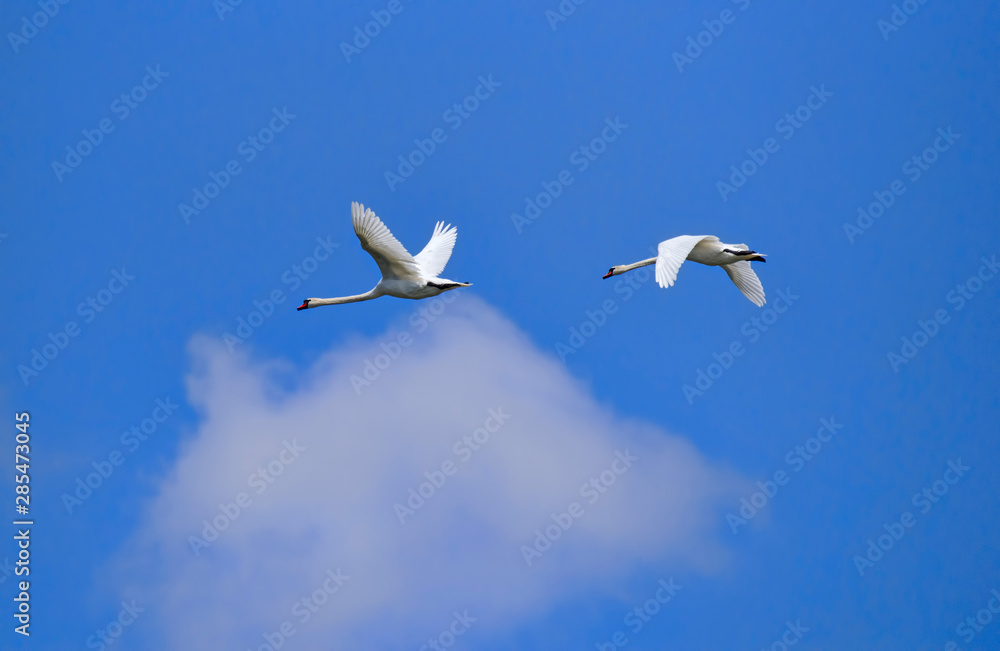Obraz premium White swan in flight