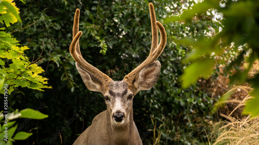 A Whitetail Buck eating leave from a tree in Coldstream, Vernon British Columbia A Whitetail Buck eating leave from a tree in Coldstream, Vernon British Columbia