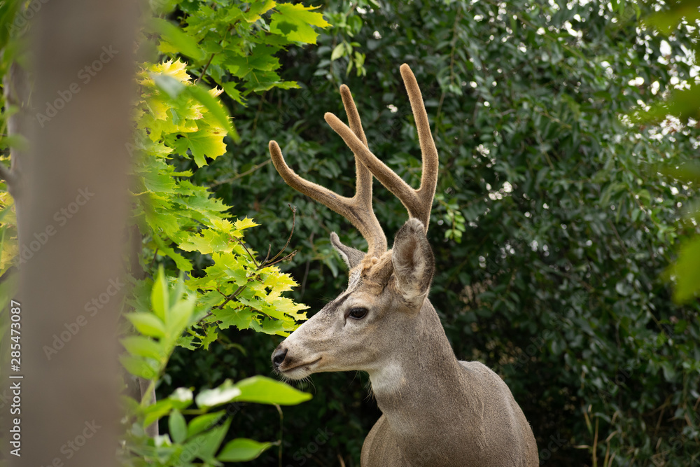 A Whitetail Buck eating leave from a tree in Coldstream, Vernon British Columbia A Whitetail Buck eating leave from a tree in Coldstream, Vernon British Columbia
