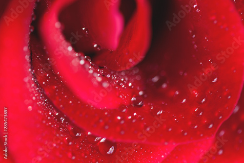 Red rose close up as defocused background