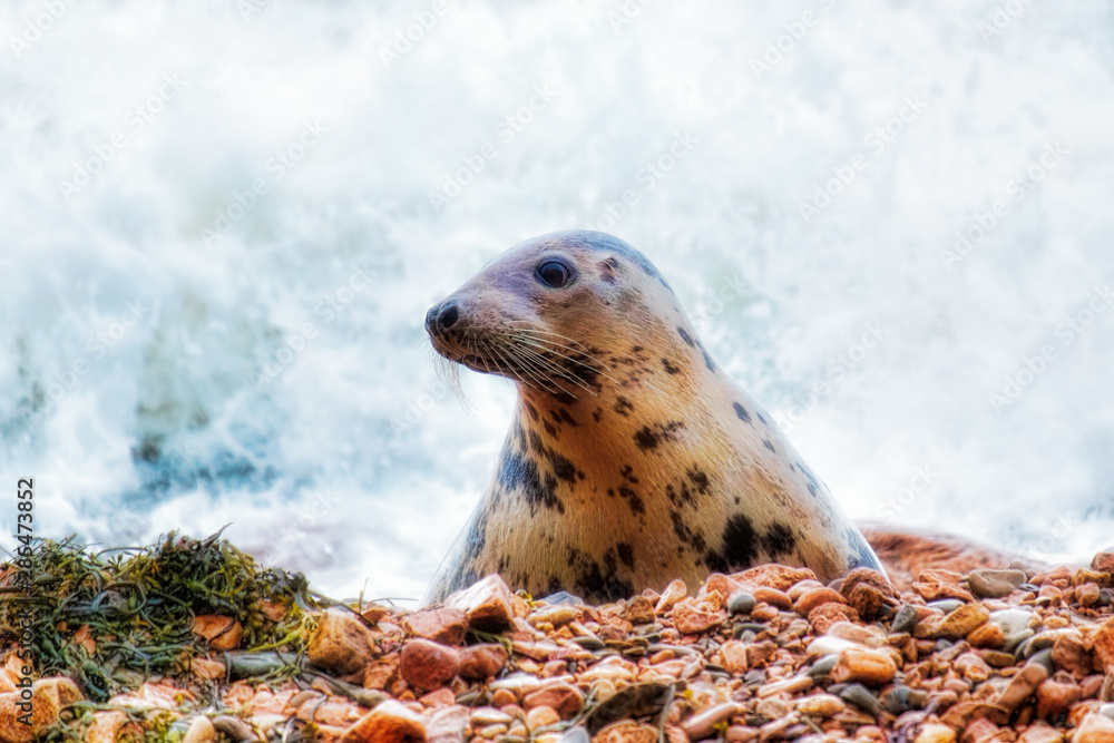 Obraz premium Grey seal and surf