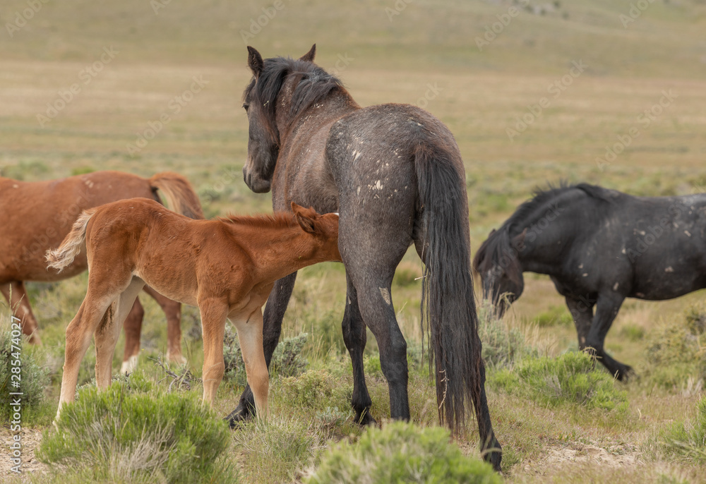 Wild Horse Mare and Her Cute Foal Wild Horse Mare and Her Cute Foal