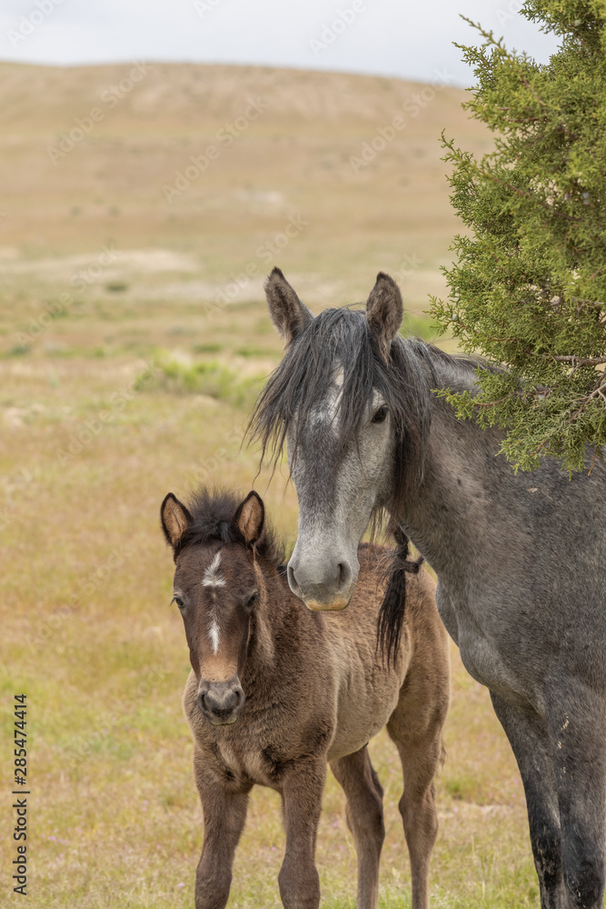 Wild Horse Mare and Her Cute Foal