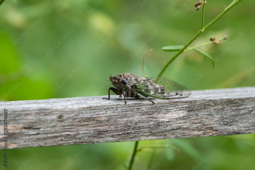 Northern Dog Day Cicada in Summer Northern Dog Day Cicada in Summer