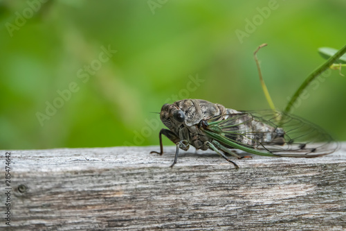 Northern Dog Day Cicada in Summer