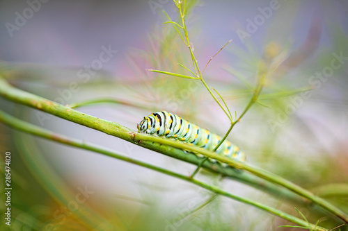 Caterpillar Bug photo