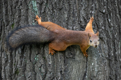 Red squirrel with fluffy tail climbing on tree in the park © Dmitrii