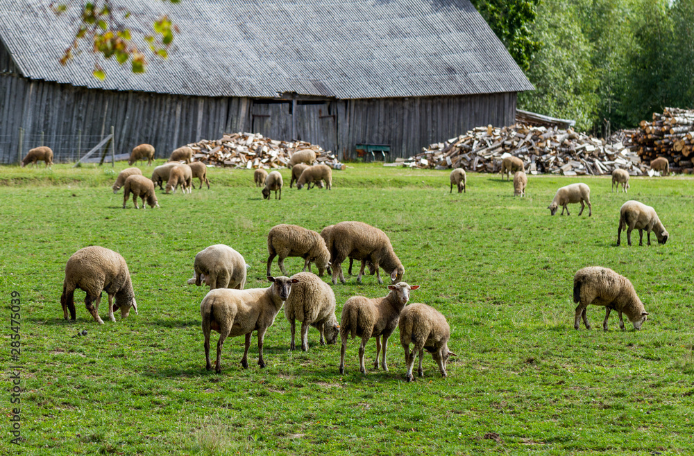 Fototapeta premium Sheep on a meadow.