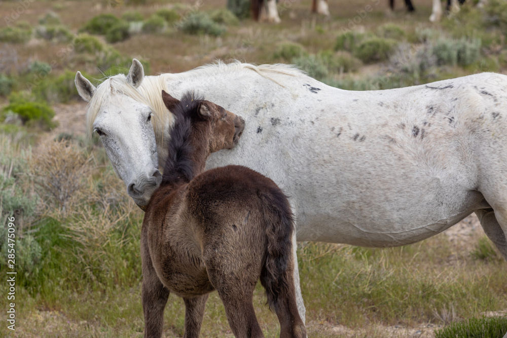 Wild Horse Mare and Her Cute Foal Wild Horse Mare and Her Cute Foal